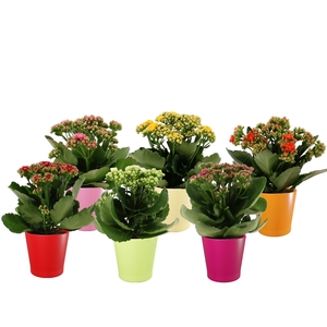 Kalanchoë 5 color mix in Fleur gloss ceramics