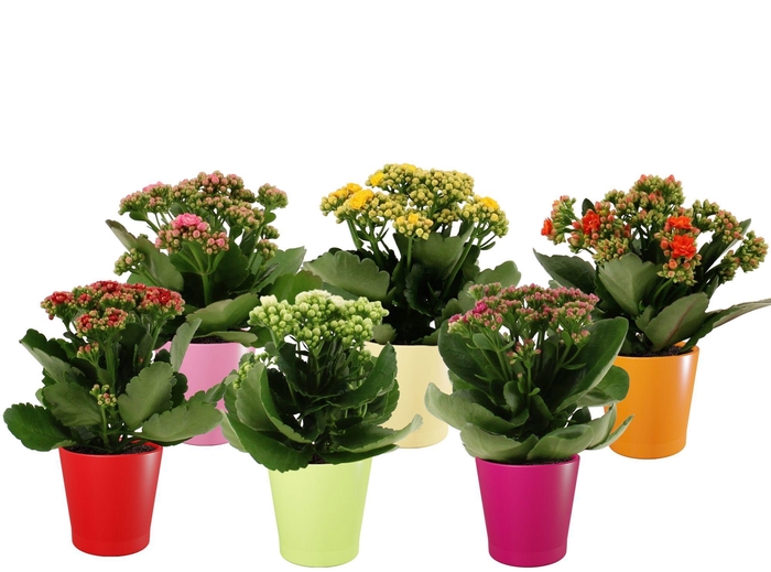 <h4>Kalanchoë 5 color mix in Fleur gloss ceramics</h4>