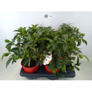 Citrofortunella mic.