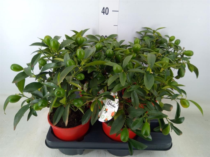 <h4>Citrofortunella mic.</h4>