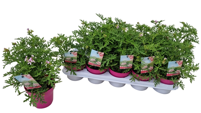 <h4>PEL GEM WELRIEKEND</h4>