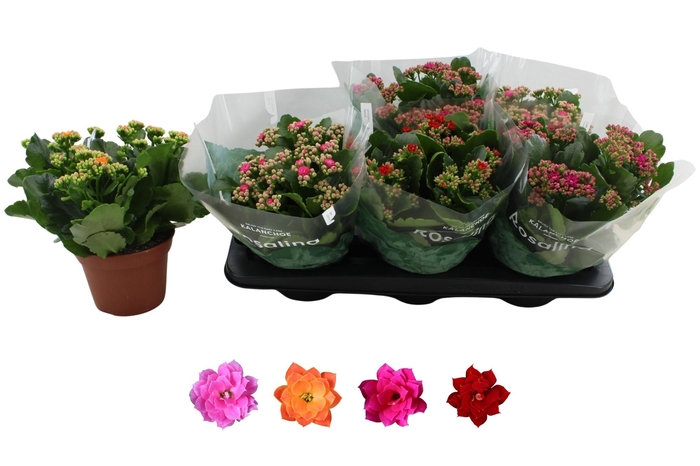 <h4>KAL GE RO GEM 4 KL</h4>