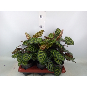 Calathea makoyana