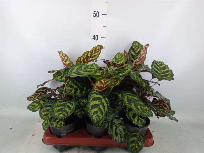 <h4>Calathea makoyana</h4>