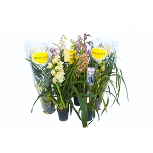 Cymbidium piccobello mix 1 tak