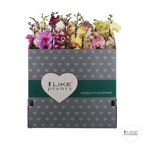 Phal 2 Tak Mix 70 Cm Italie