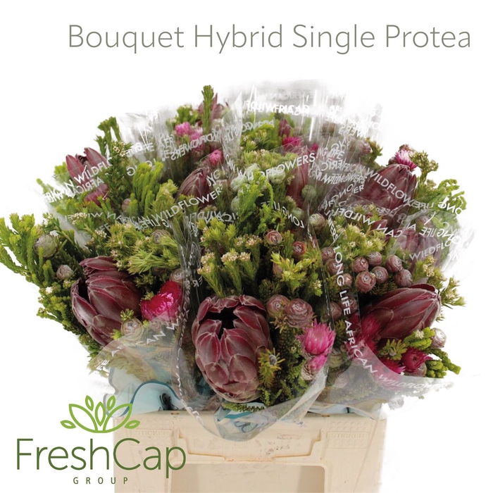 <h4>Bouquet Hybrid Single Protea</h4>