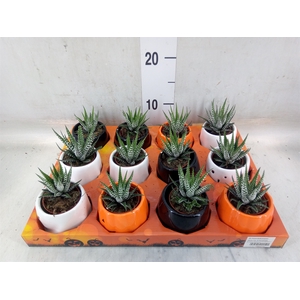 Haworthia fasciata 'Big Band'