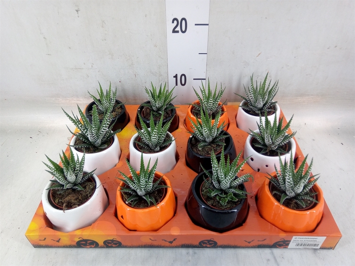<h4>Haworthia fasciata 'Big Band'</h4>