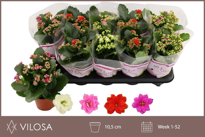 <h4>KAL GE GEM 4 KL</h4>