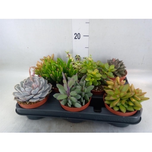 Succulents   ...