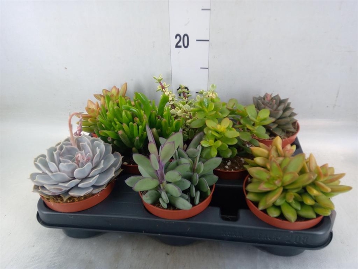 <h4>Succulents   ...</h4>