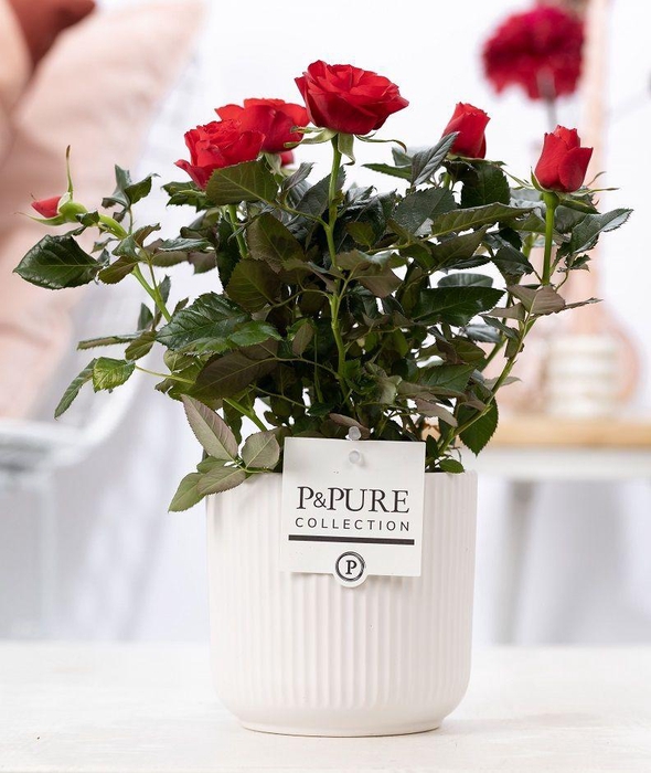 <h4>Rosa red in P&PURE Sophie ceramics white</h4>