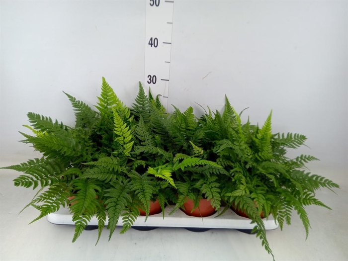 <h4>Athyrium ...</h4>