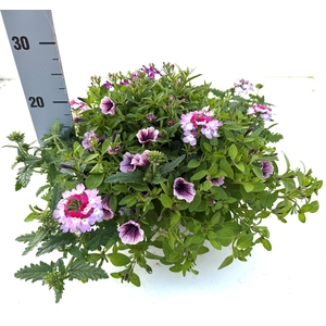 PERKPL GEM IN POT
