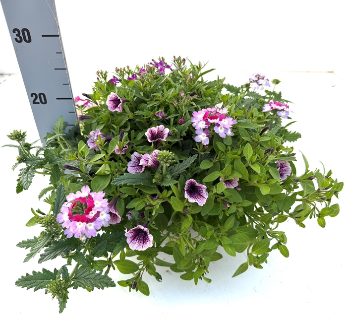 <h4>PERKPL GEM IN POT</h4>