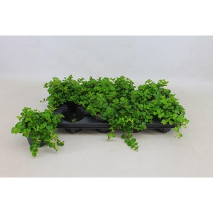 PEP ROTUNDIFOLIA