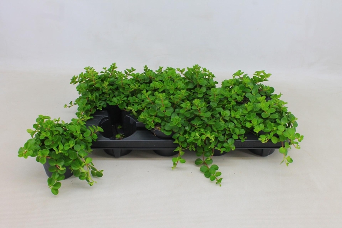 <h4>PEP ROTUNDIFOLIA</h4>