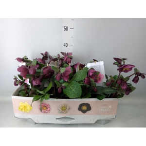 Helleborus  'Fkiss Charmer'