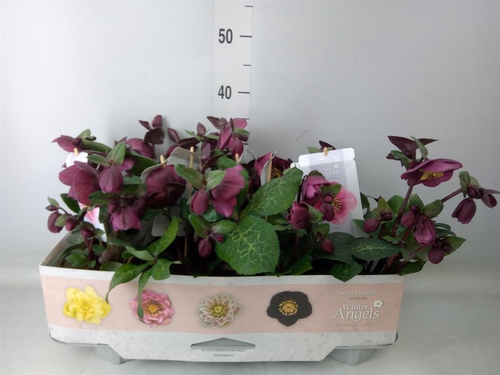 <h4>Helleborus  'Fkiss Charmer'</h4>