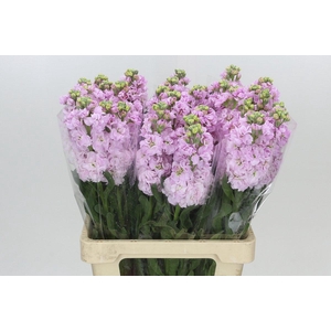 Matthiola Iron Cherry Blossom