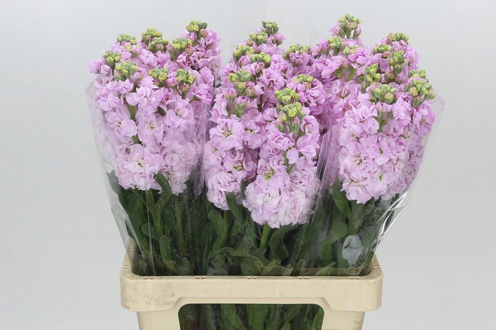 <h4>Matthiola Iron Cherry Blossom</h4>