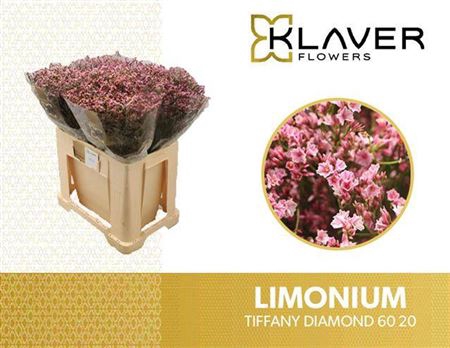 <h4>Lim Sin Tiffany Diamond</h4>