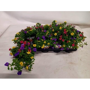 CALIB TRIOB P GEM PT