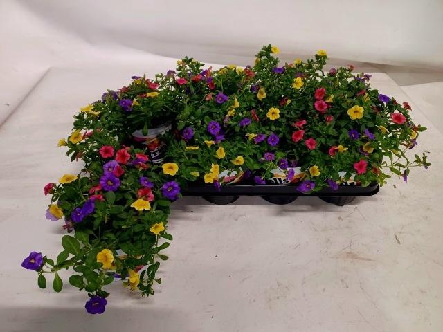 <h4>CALIB TRIOB P GEM PT</h4>