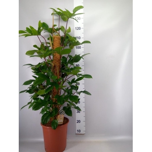 Philodendron pedatum