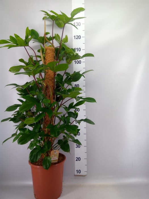 <h4>Philodendron pedatum</h4>