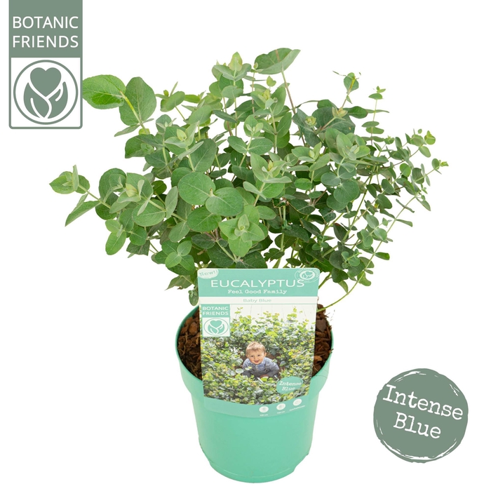 <h4>Eucalyptus pul. 'Baby Blue'</h4>