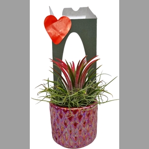ARR TILLANDSIA