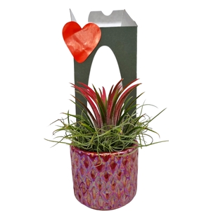 ARR TILLANDSIA