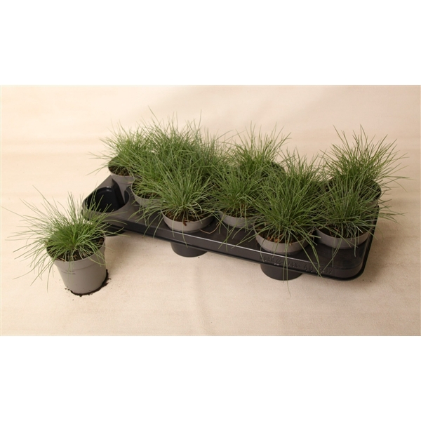 <h4>Festuca glauca 'Eisvogel'</h4>
