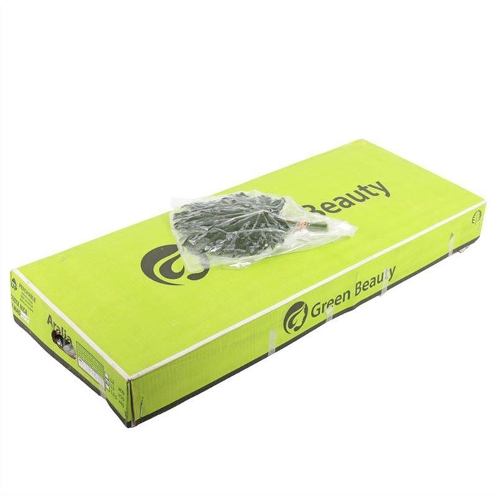 <h4>Aralia Vacuum Gr. Beauty</h4>