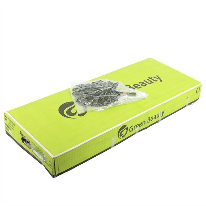 <h4>Aralia Vacuum Gr. Beauty</h4>