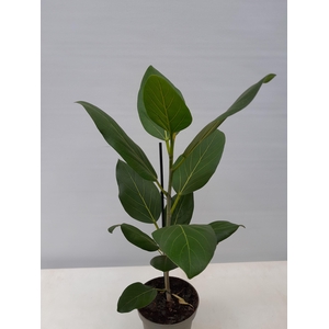 FICUS BENGHALENSIS P12 AUDREY