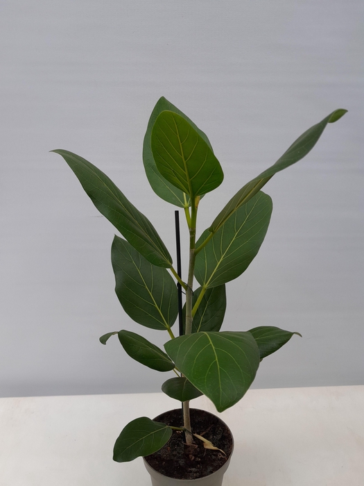 <h4>FICUS BENGHALENSIS P12 AUDREY</h4>