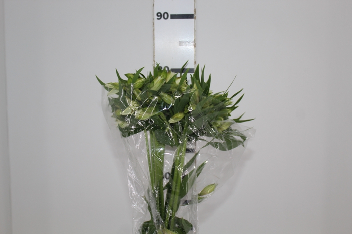 <h4>ALSTROEMERIA AKEMI 080 CM</h4>