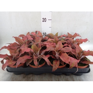Cryptanthus zonatus
