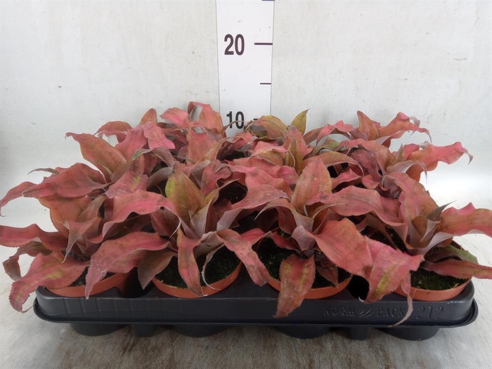 <h4>Cryptanthus zonatus</h4>