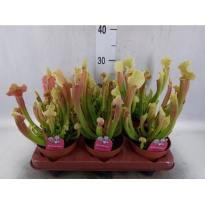 Sarracenia   ...