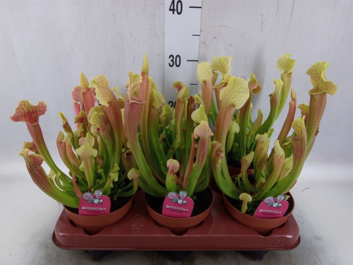 Sarracenia   ...