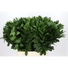 Ruscus Hypophyllum