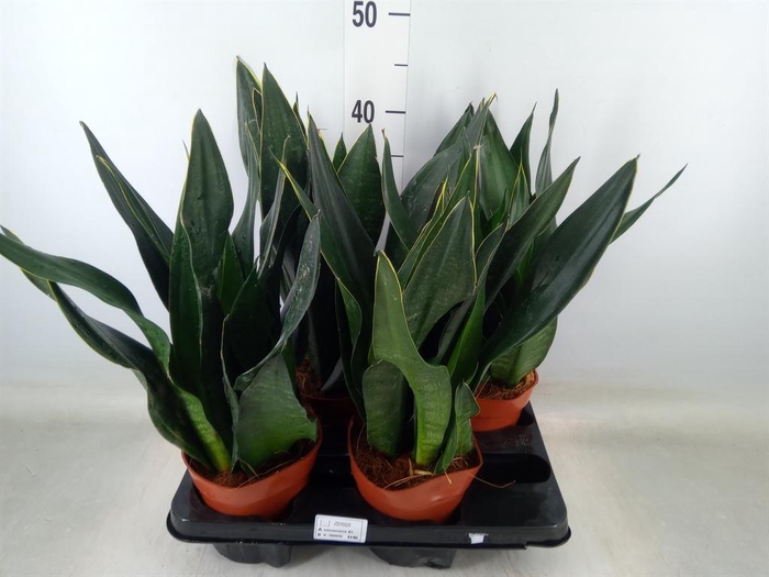 <h4>Sansevieria trifa. ...</h4>