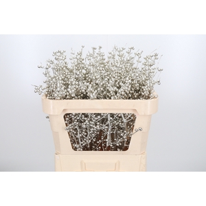 Ilex Kl Bh Platina