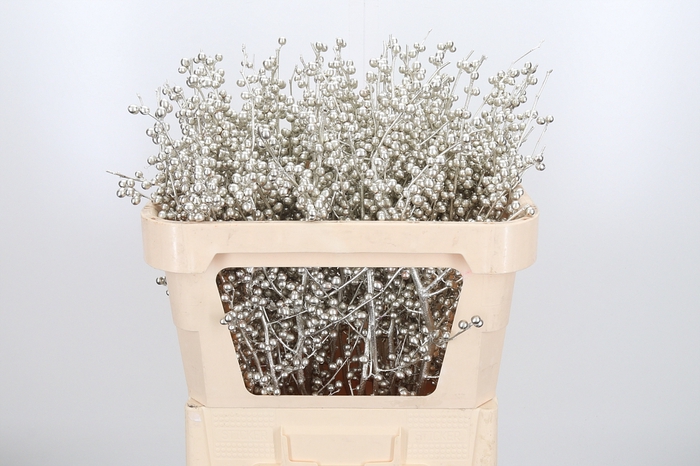 <h4>Ilex Kl Bh Platina</h4>