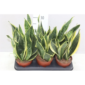 Sansevieria Tr Futura Superba