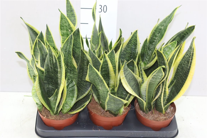 <h4>Sansevieria Tr Futura Superba</h4>